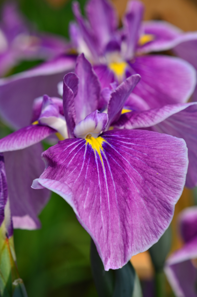 Flower of the purplish red