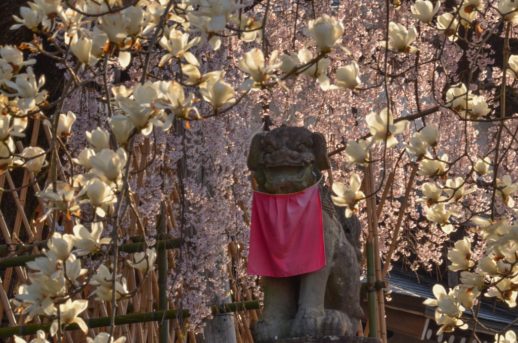 狛犬と桜と