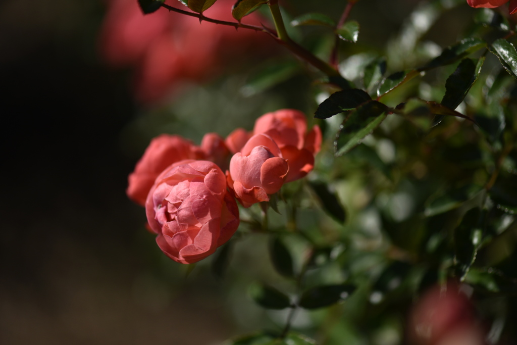 マルゴ・コスター