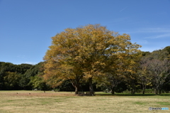 癒やされる風景