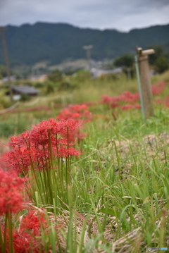 明日香村の秋