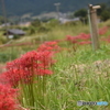 明日香村の秋