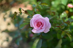 秋の薔薇