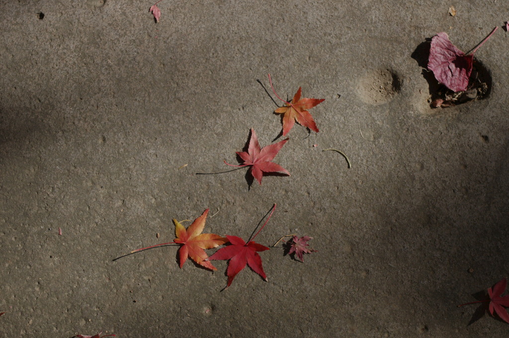 大山崎美術館の紅葉