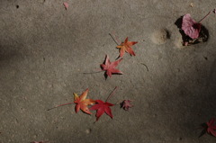 大山崎美術館の紅葉