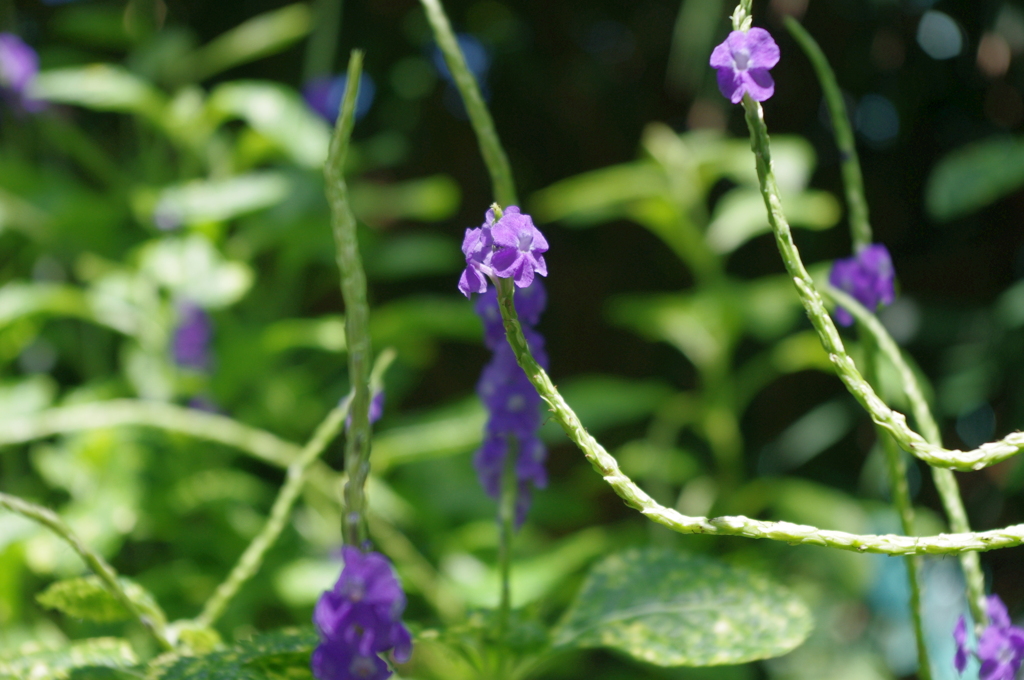 水生植物園で９