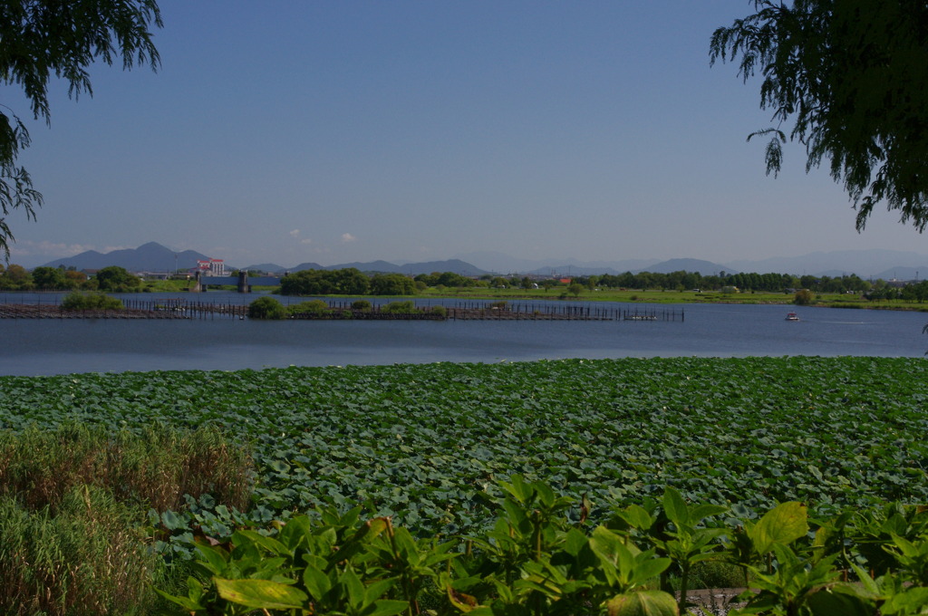 水生植物園で１８