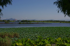 水生植物園で１８