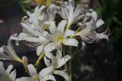 水生植物園で２３