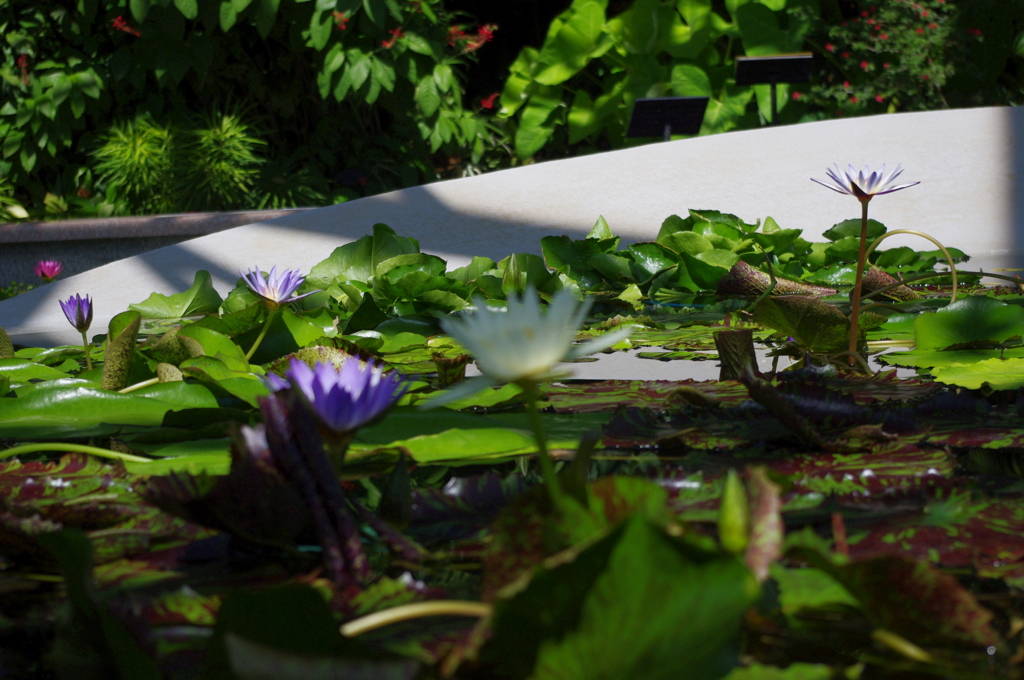 水生植物園で１３