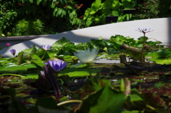 水生植物園で１３