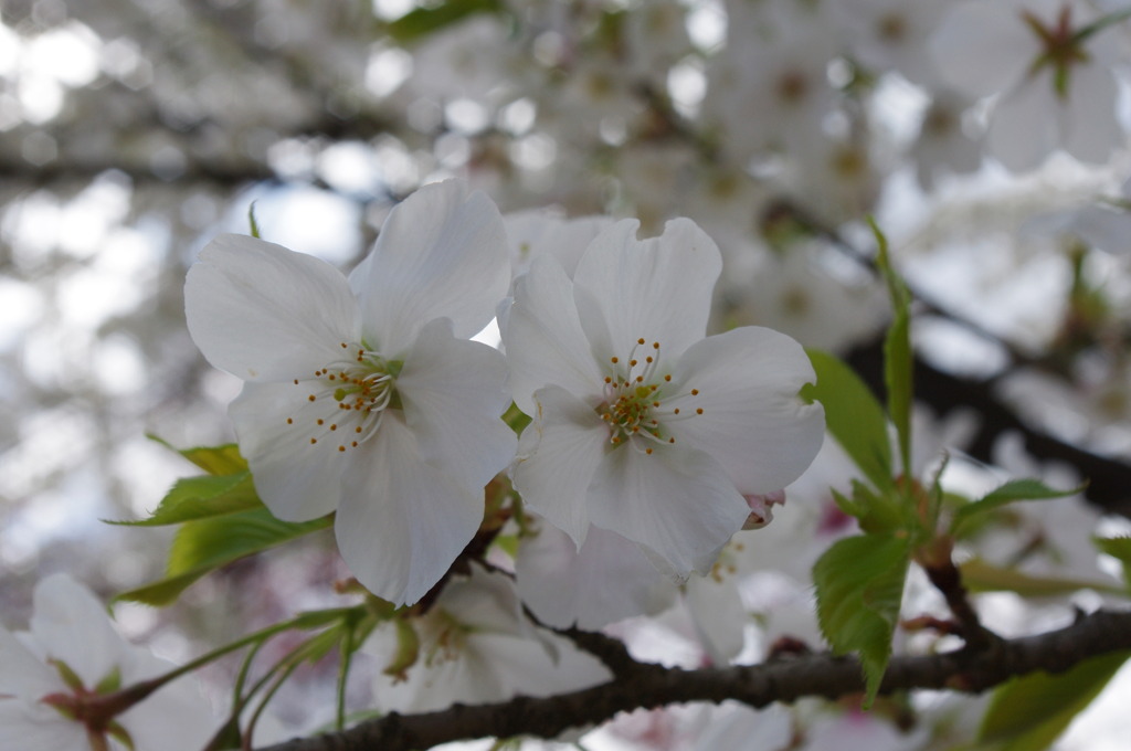 京都御所の桜