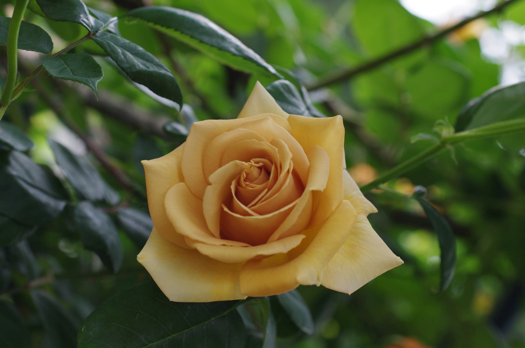 Yellow Rose 2