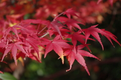 大山崎美術館の紅葉