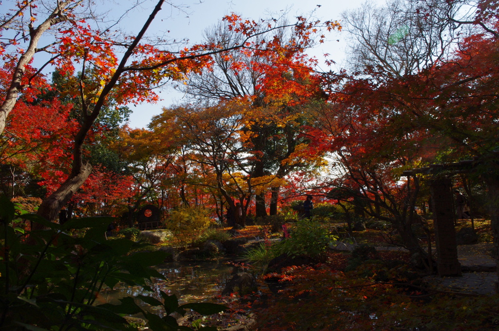 大山崎山荘美術館の紅葉