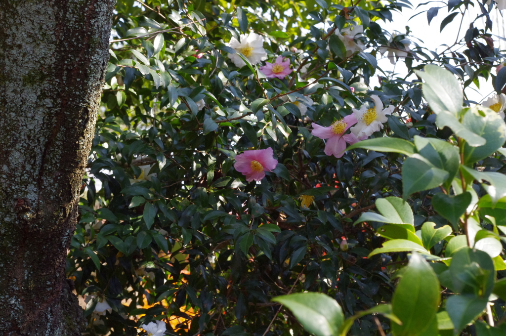 大山崎美術館で