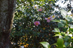 大山崎美術館で