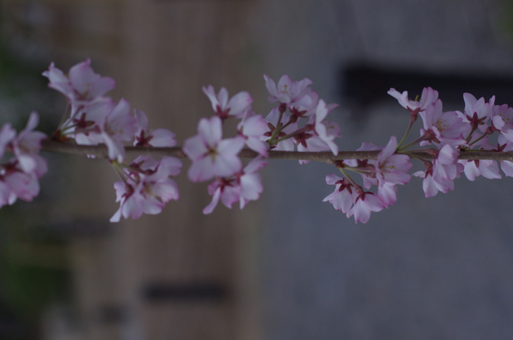 京都府立植物園で 10