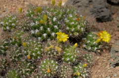 黄色いサボテンの花