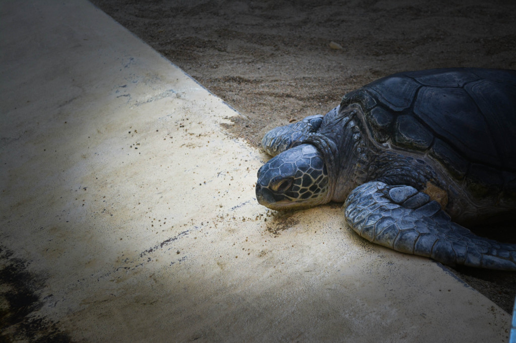 アカウミガメの午後