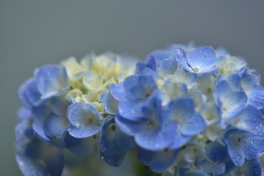 紫陽花Ⅱ