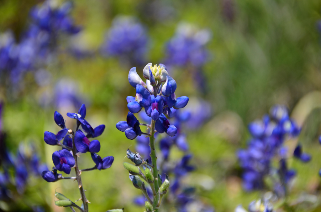 ラベンダー畑でつかまえて