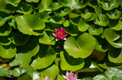 紅一点