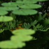 水鏡