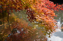 池に映る紅葉
