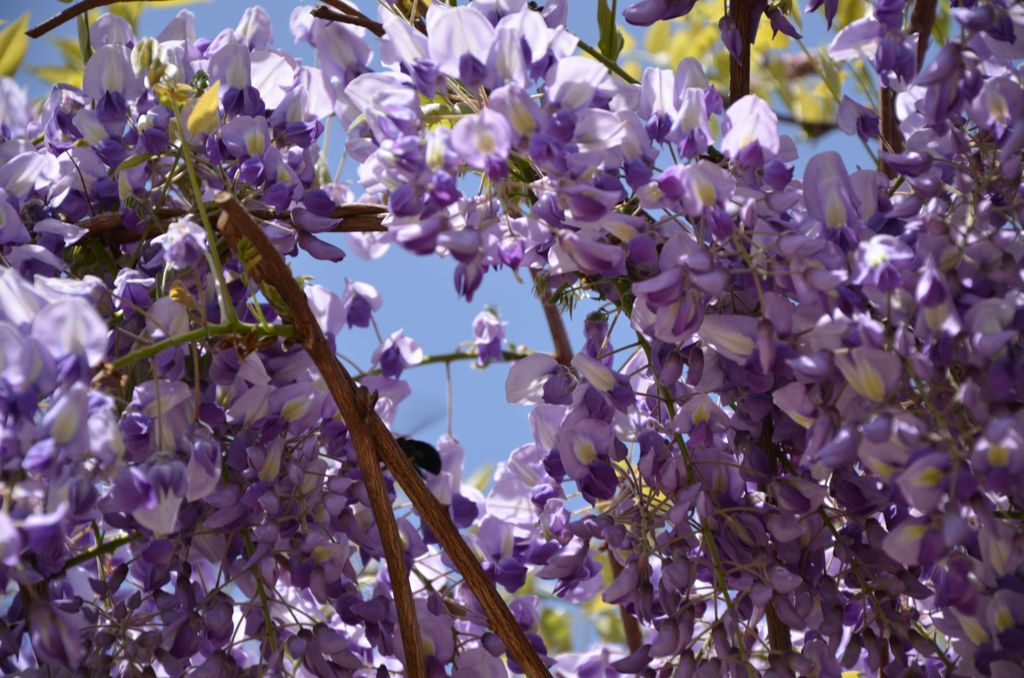 むらさきの花