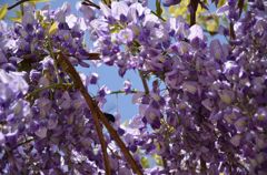 むらさきの花