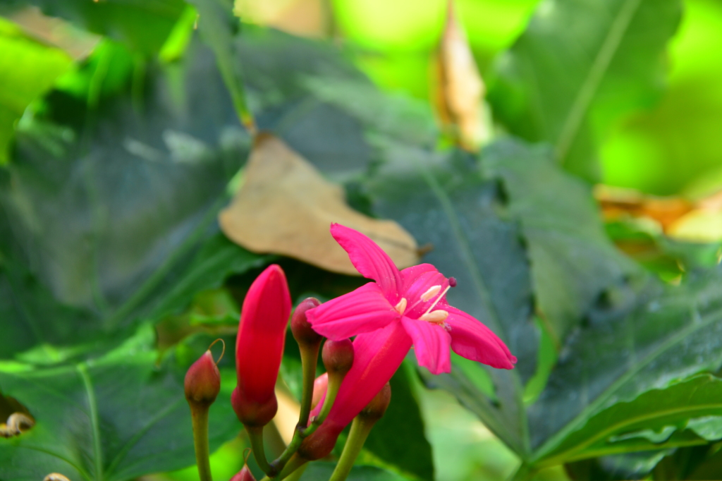 紅い花のファンファーレ