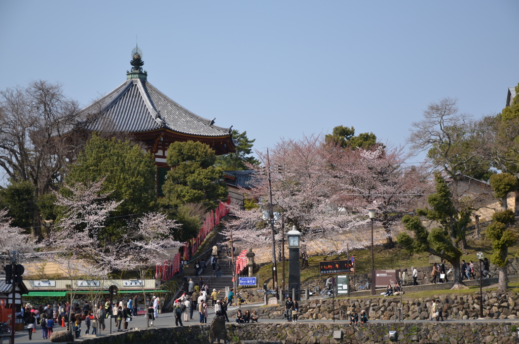 古都の桜 2