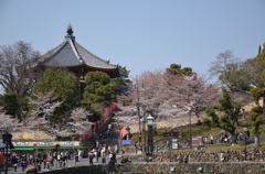 古都の桜 2
