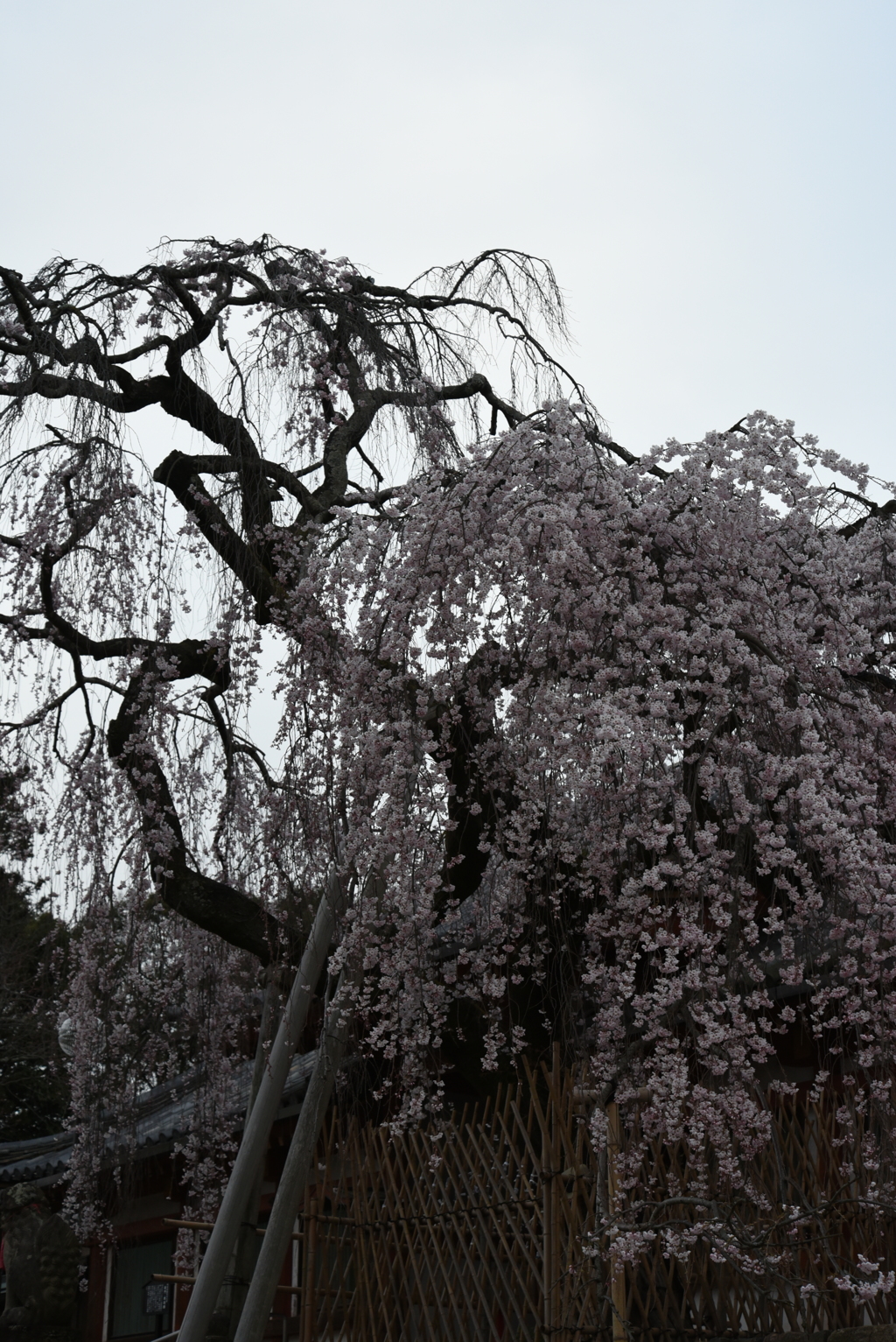 満開の枝垂れ桜Ⅳ