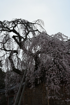 満開の枝垂れ桜Ⅳ