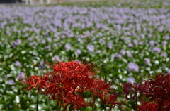 ホテイアオイと曼珠沙華Ⅰ