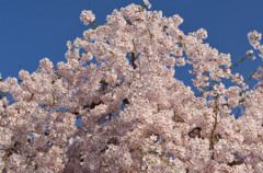 空を覆うほどの