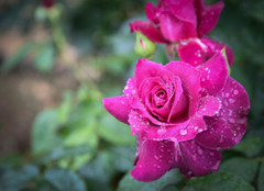 Rose of the rainy day Ⅲ　