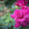 Rose of the rainy day Ⅲ　
