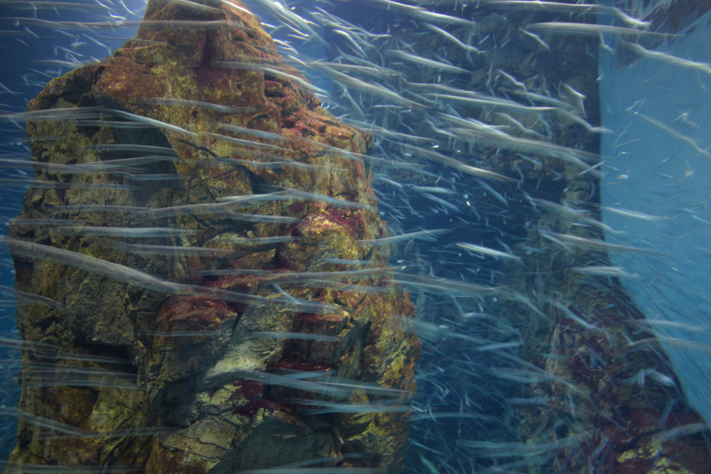 流れる魚群