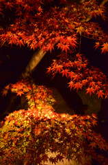 紅葉ライトアップ
