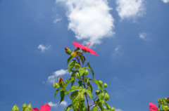 真夏の青い空に向かって