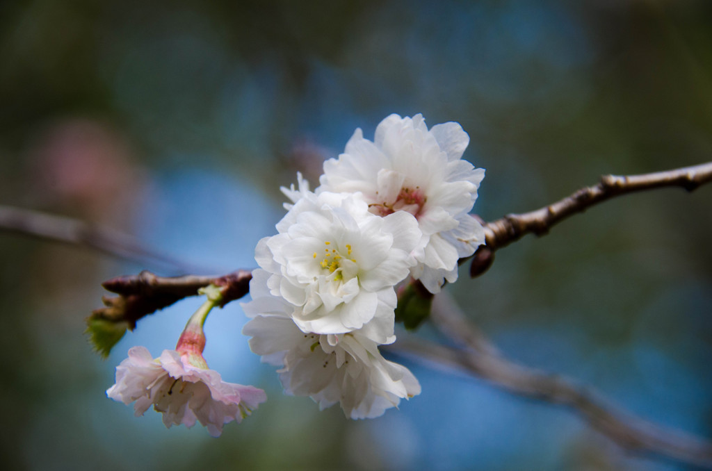 十月桜
