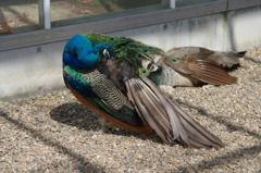 神戸花鳥園５３