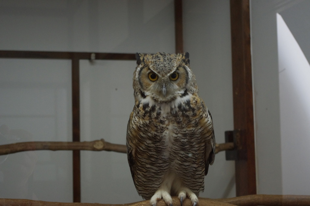 神戸花鳥園７３