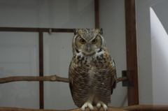 神戸花鳥園７３