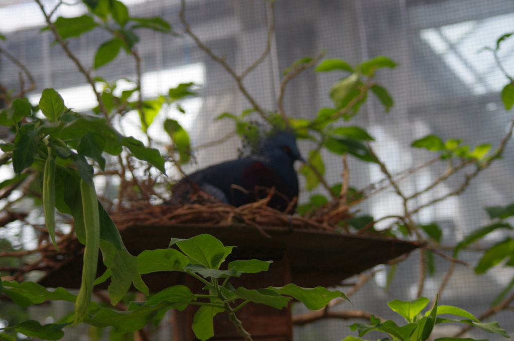 神戸花鳥園１２