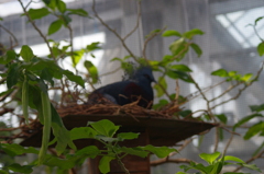 神戸花鳥園１２