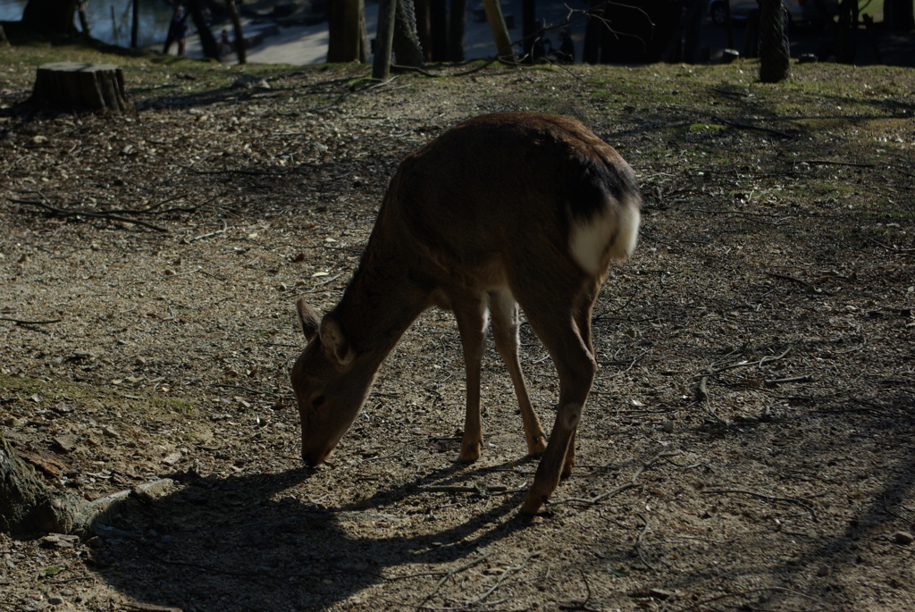 奈良の風景 1　（飛火野）
